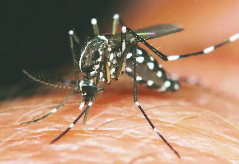 dengue