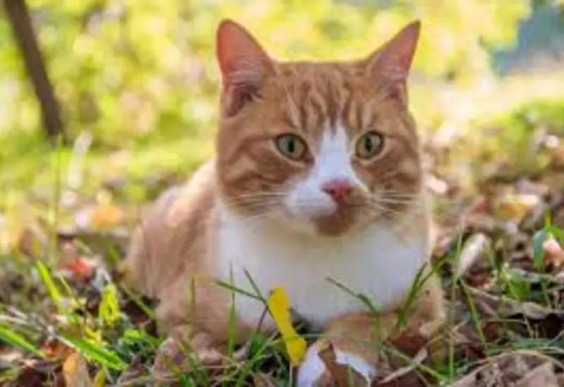 gato-amarillo