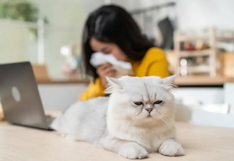 gatos