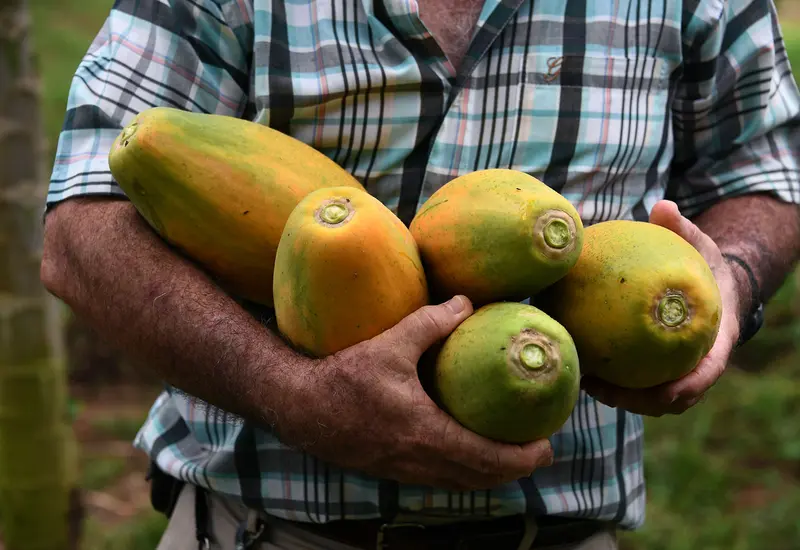 papaya