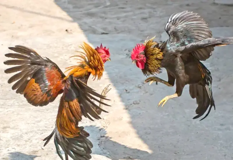 pelea-gallos-andador1