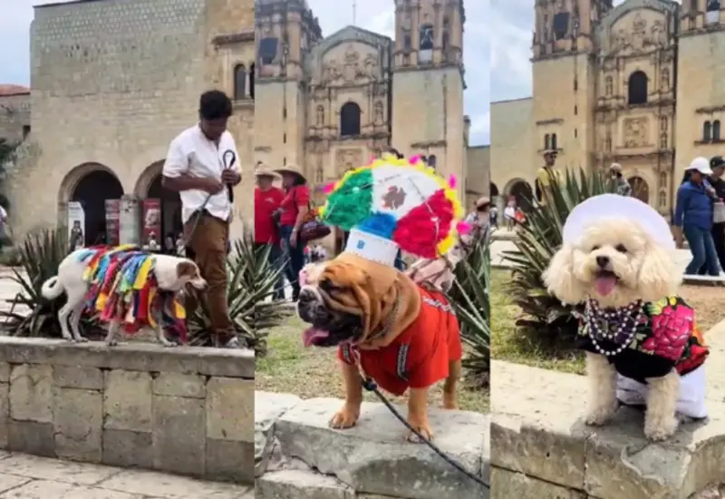perritos-oaxaca