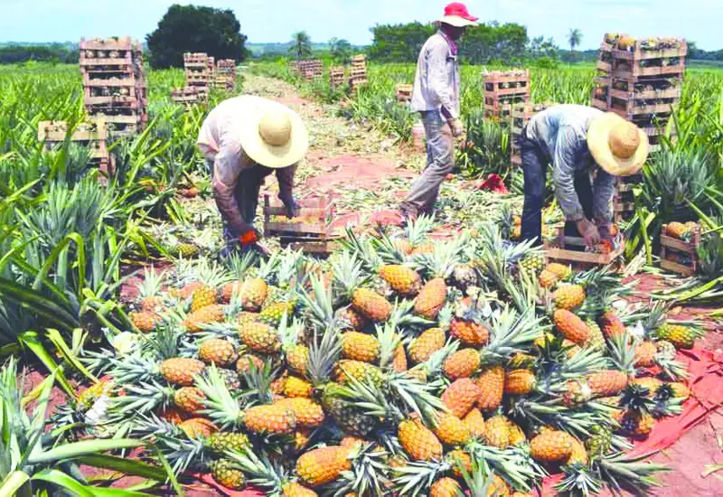 piña