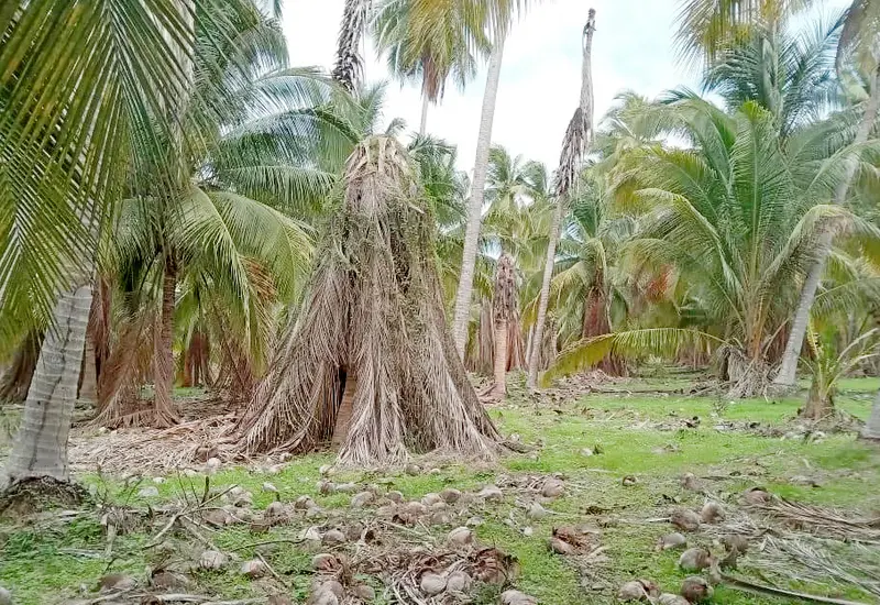 Hay preocupación y alerta por la enfermedad de "amarillamiento letal del cocotero" en parcelas de palmeras de la variedad Alto del Pacífico.