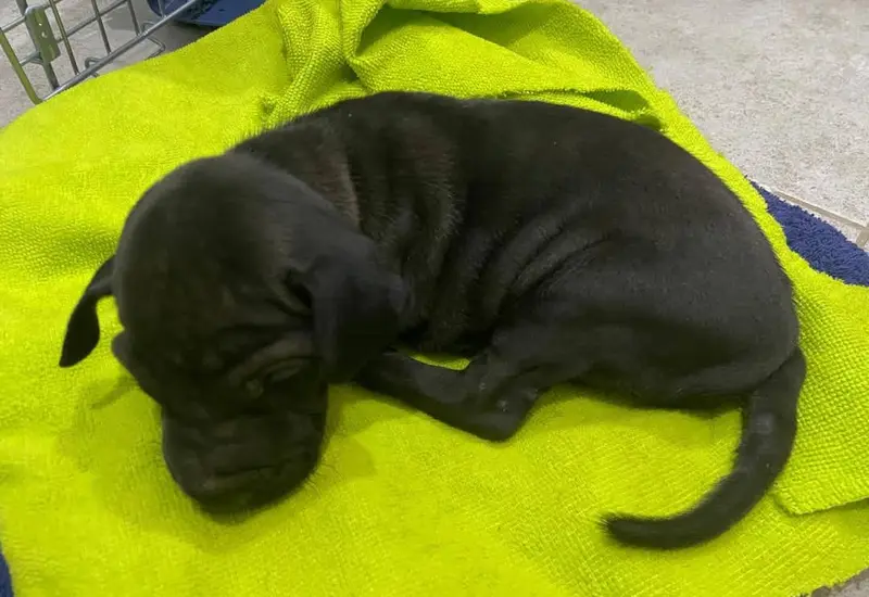 Dos turistas encontraron al pequeño perro tirado en un arroyo, con heridas profundas de cuchillo y cubierto de gusanos.