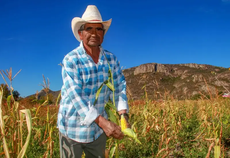 Ismael había regado su parcela y al día siguiente llovió, lo que dejó la milpa "chiquita".