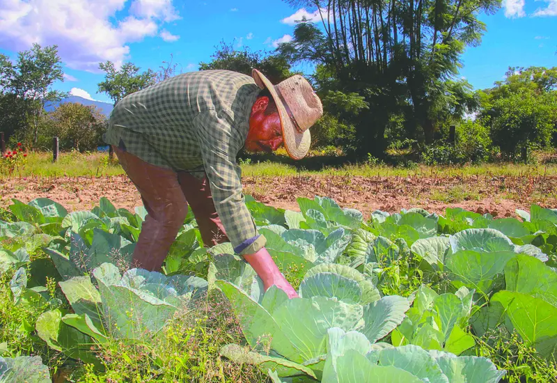 hortalizas-oaxaca-campo