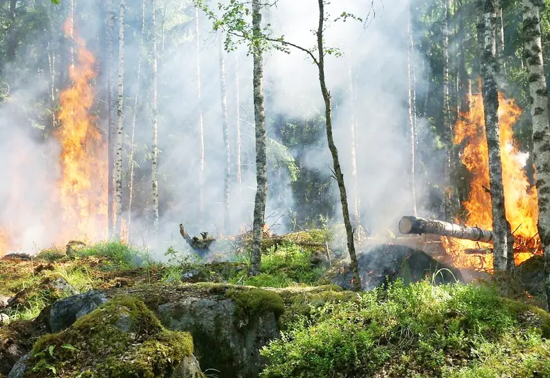 De acuerdo con la Conafor, del 1 de enero al 12 de diciembre de este 2024, en el  país se han registrado 7 mil 983 incendios forestales.