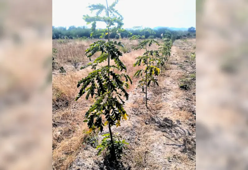 Sembradores buscan recuperan una de las plantas más utilizadas en las festividades de Tehuantepec.
