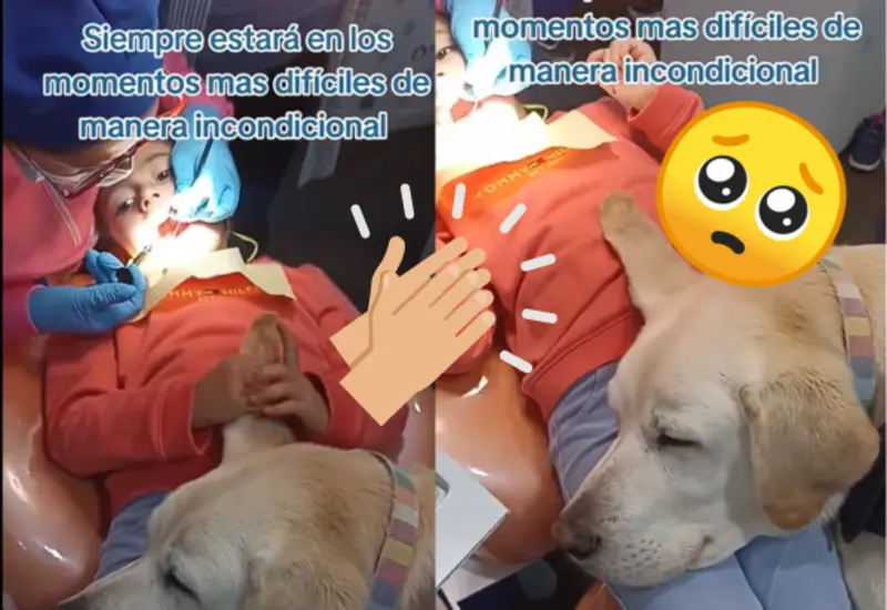 Dentista-portada