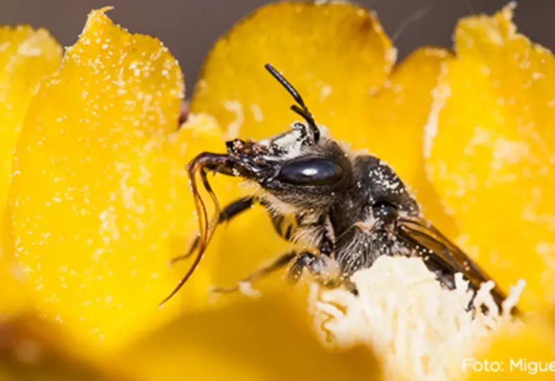 abeja-amarilla