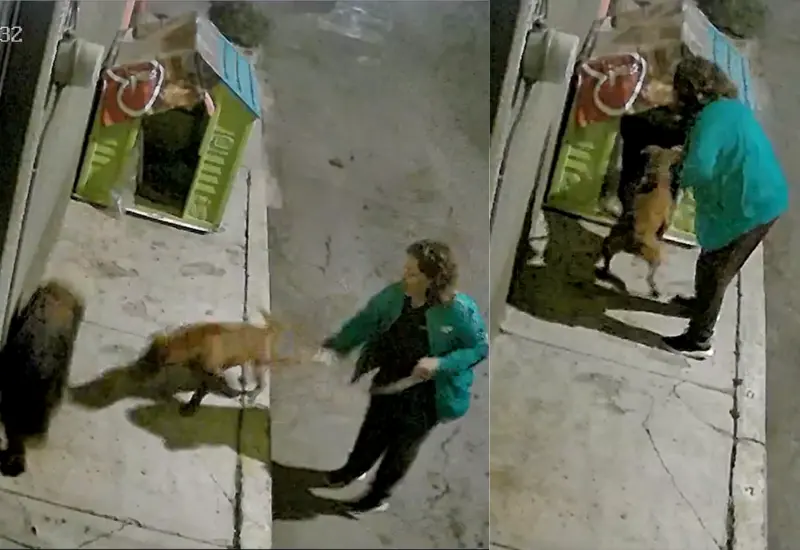mujer_obliga_pitbull_atacar_lomitos