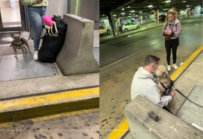 perrito_y_humano_se_reencuentran