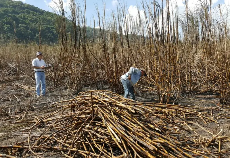 caña-de-azucar