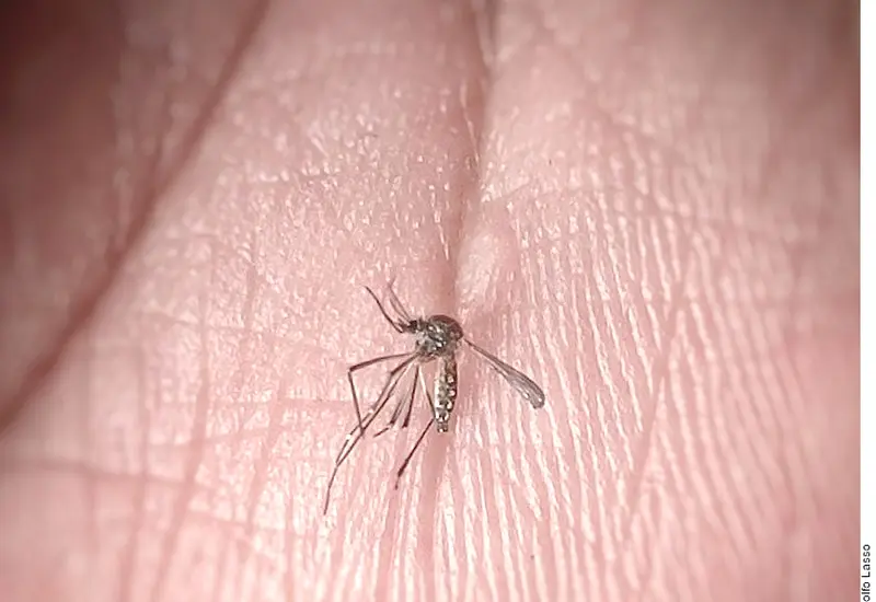 dengue-oaxaca