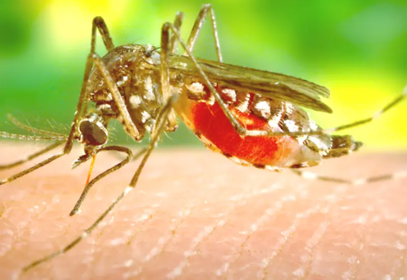 dengue-en-oaxaca
