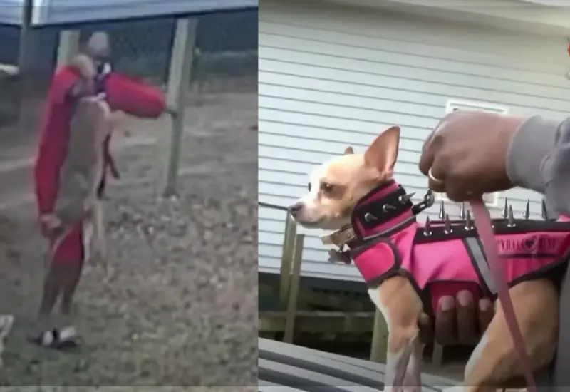 hombre_enfrenta_coyote_defiende_lomito