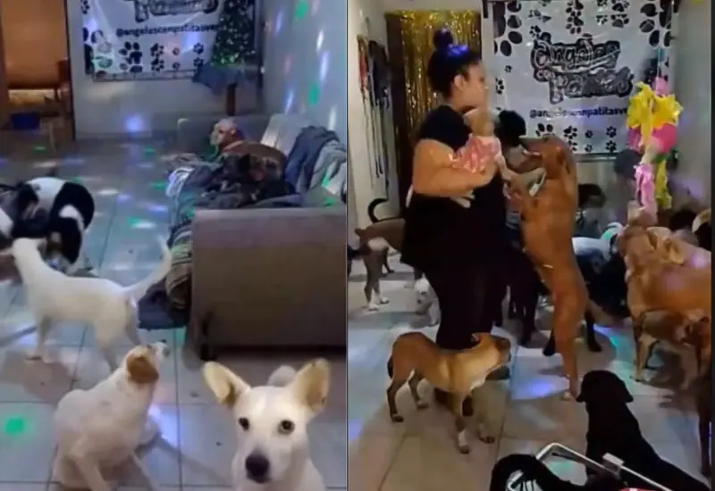 fiesta_perritos_albergue_bailan