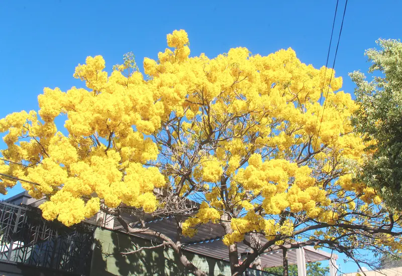 floracion_temprana_preocupa_especialistas_oaxaca