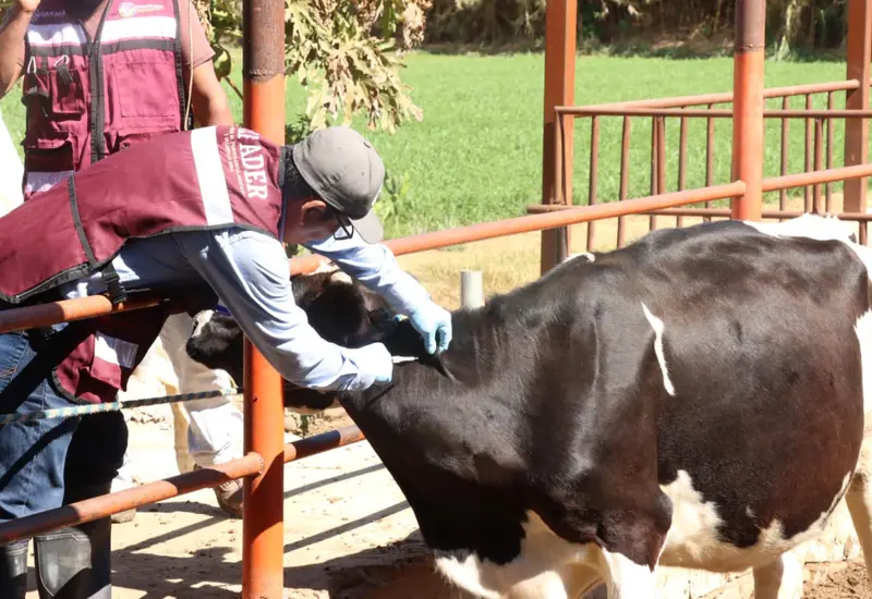 vacuna_brucelosis_cabezas_hembras_ganado