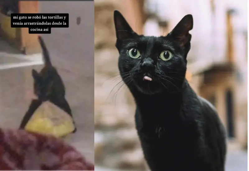 gatito_roba_bolsa_de_tortilla