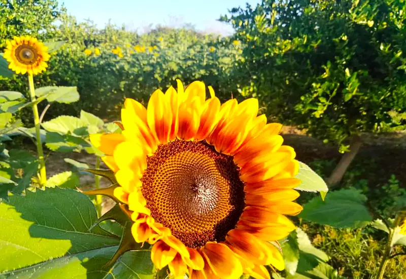 girasol-oaxaca