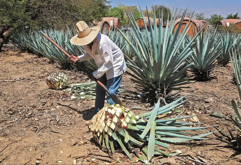 inversion-oaxaca