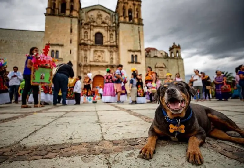 lomito-oaxaca