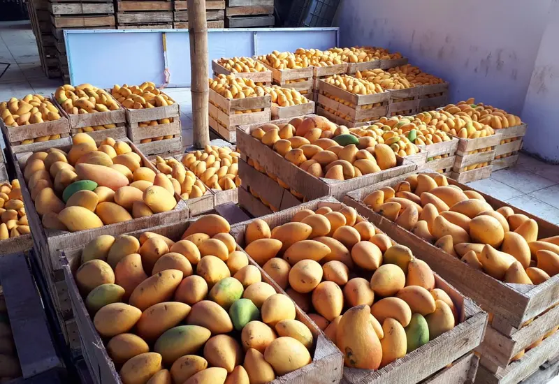 mango-oaxaca