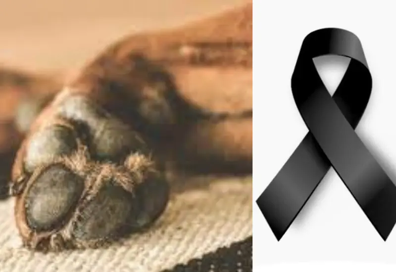 fallece_lomito_mazapan_estaba_enfermo
