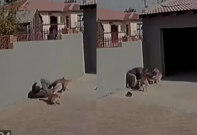 lomitos_muerden_ladron_vivienda