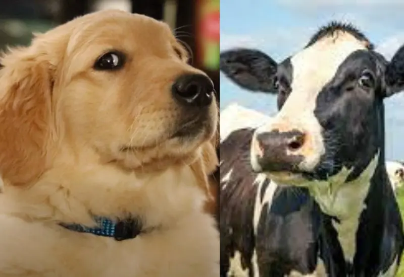 lomito_imita_a_las_vacas