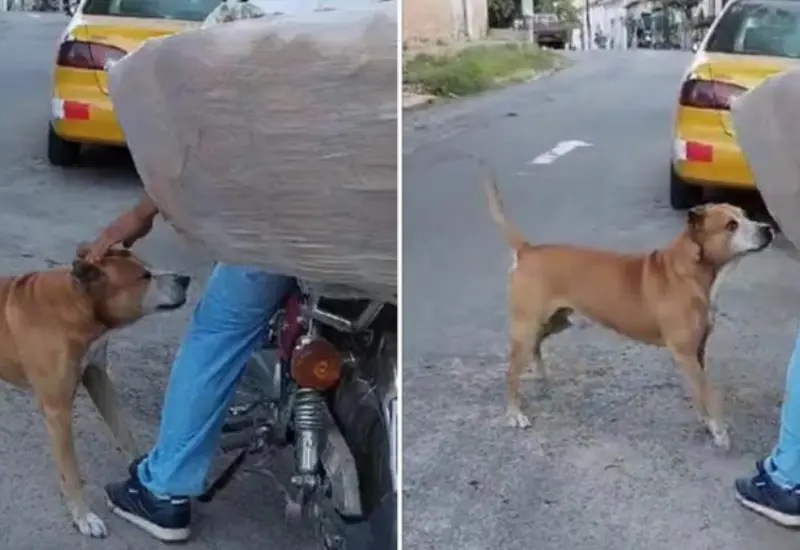 pperito_comueve_panadero_regala_pan
