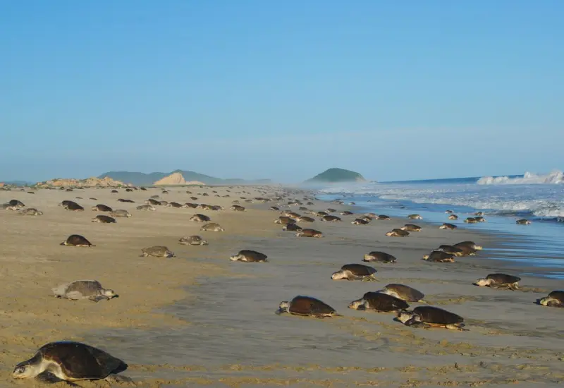 playas-oaxaca