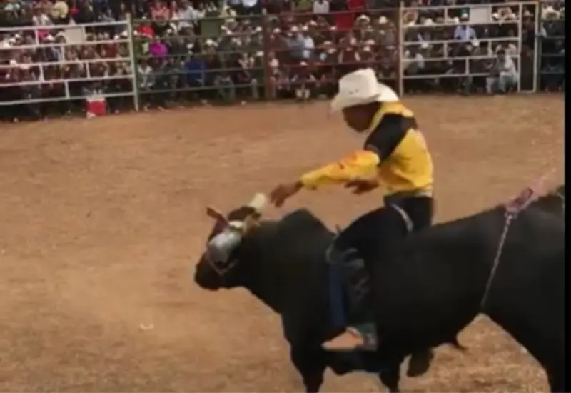 portada-toro