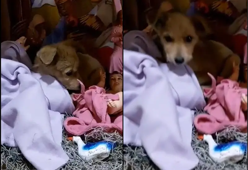 cachorro_pichirilo_rescatado_nacimiento