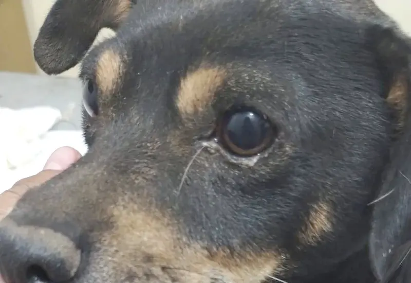 Exigen justicia para Hércules, perro atacado por pitbull en Oaxaca