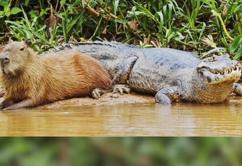 capibara_y_cocodrilo_amigos_inseparables 