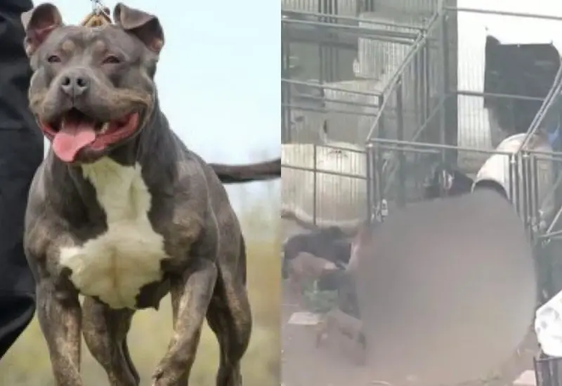 pitbulls_atacan_ultiman_su_dueño 