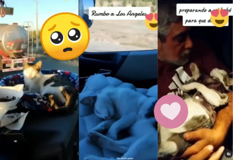 camionero-gato-portada