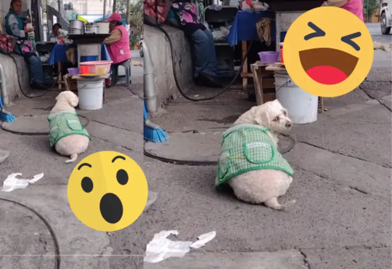 dogñito-portada