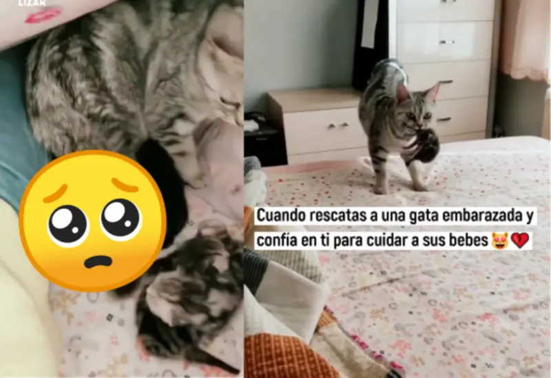 gatita-portada