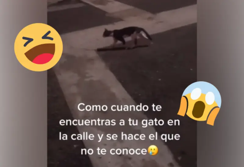 gato-callejero-portada