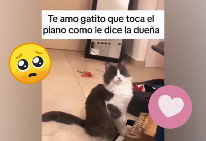 gato-pinista-portada