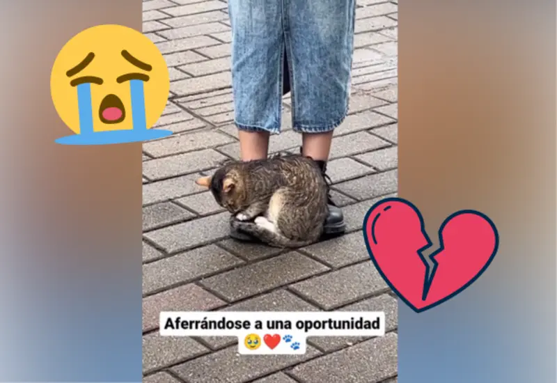 gato-portada (1)