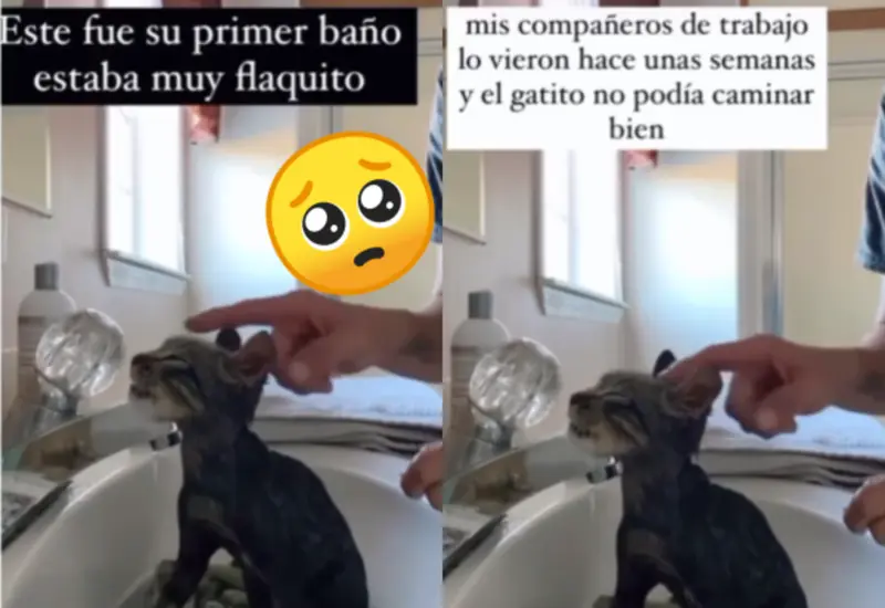 gato-portada_0