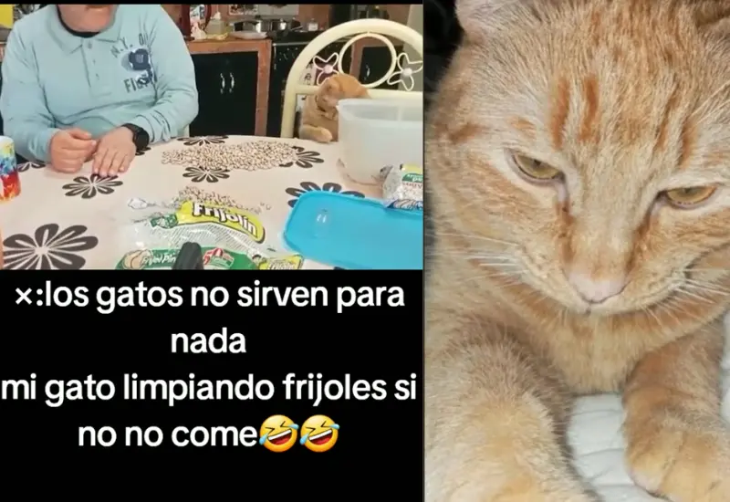 gato_ayuda_humano_separa_frijoles