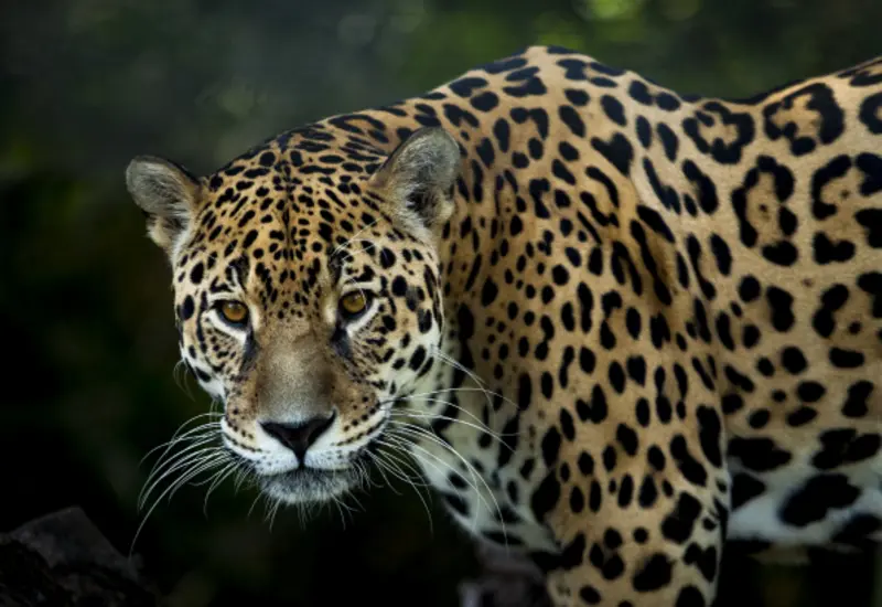jaguar-oaxaca