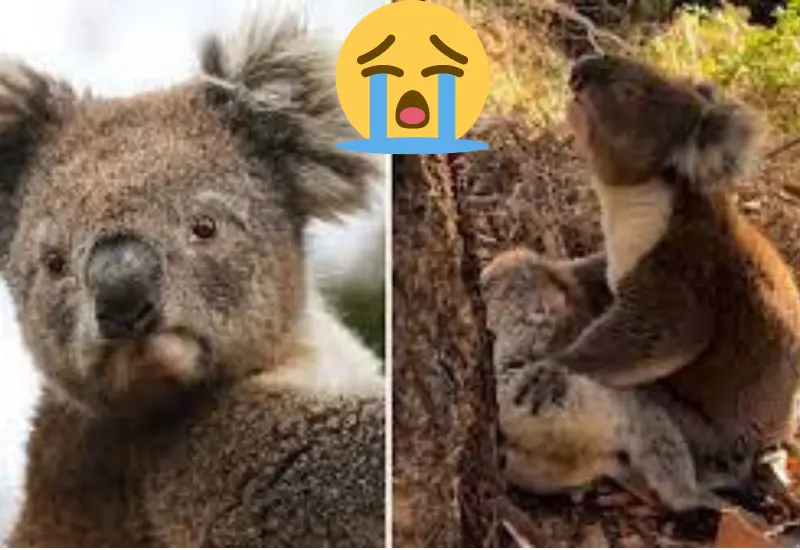 koala_llora_por_amiga_muerta