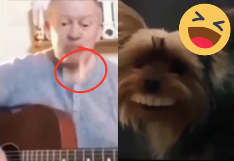 perro-portada